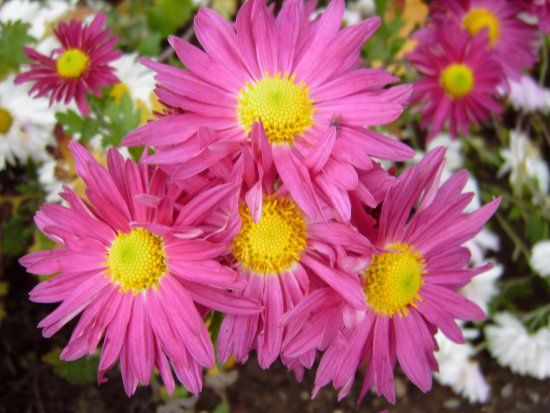 Botanischer Garten der Johannes Gutenberg-Universitat Mainz